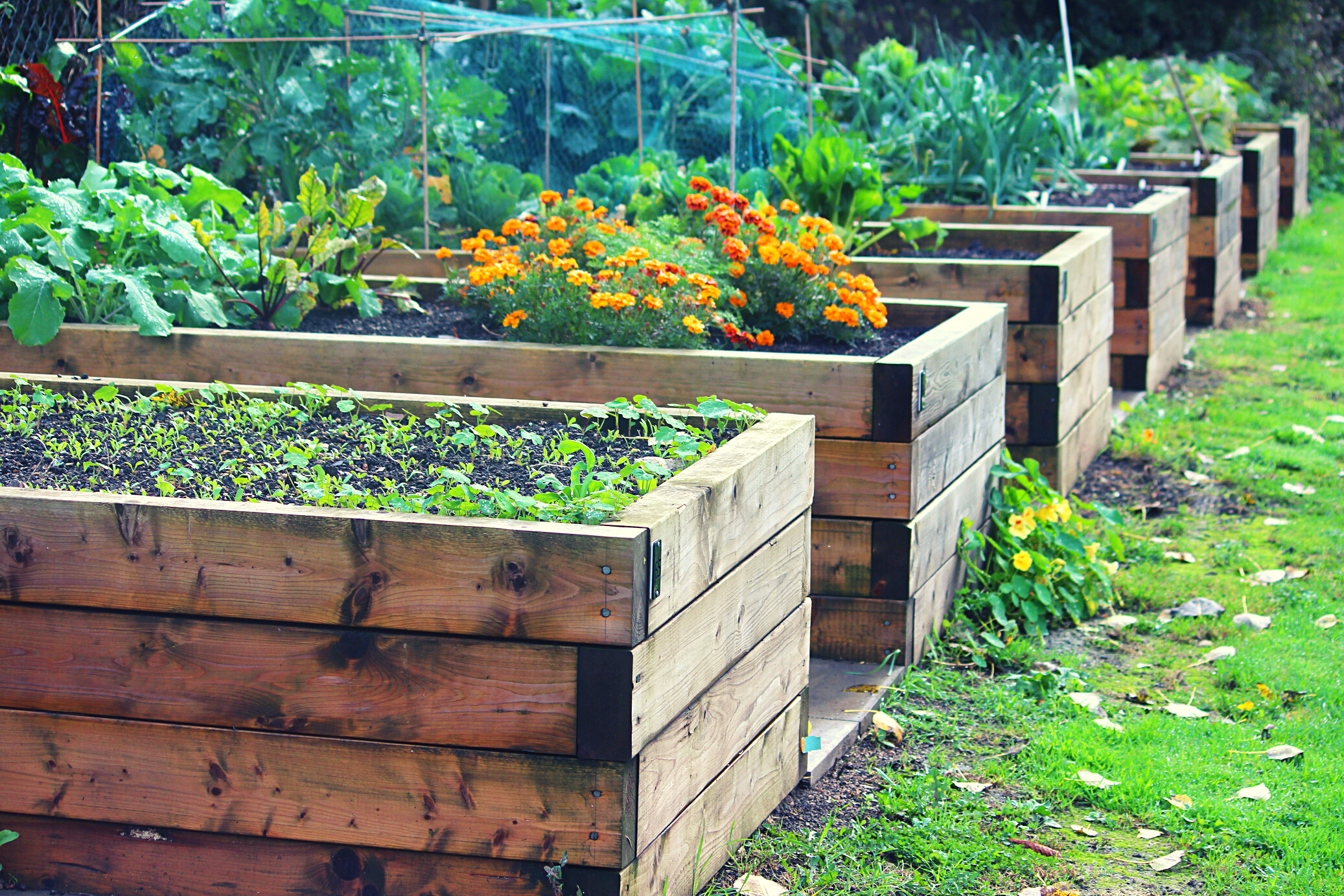 Image of wooden raised beds in allotment vegetable garden, timber
